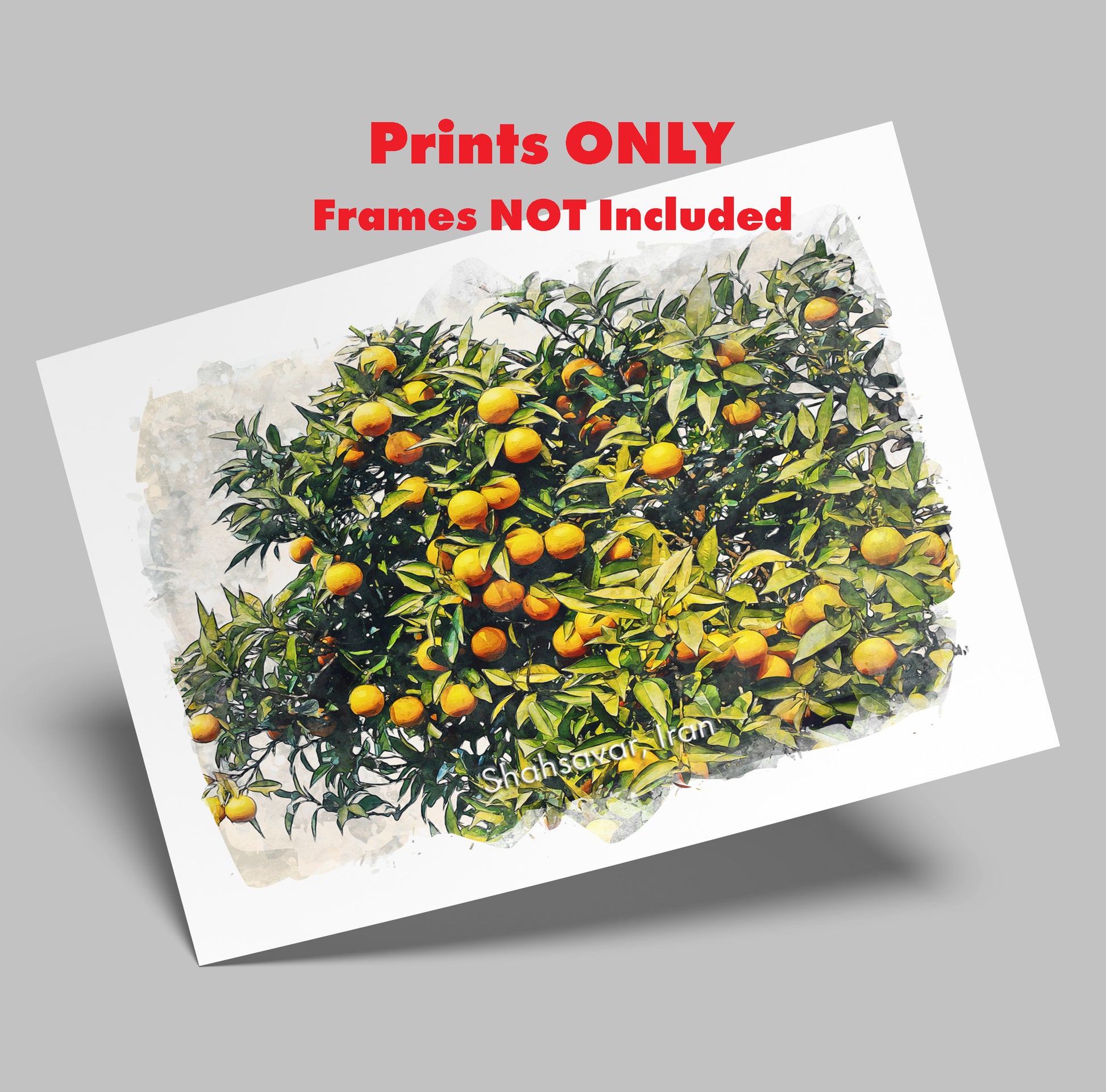 Shahsavar Orange Orchard, Iran, Art Print | 8×10 | Made in Canada - PhiloPerse