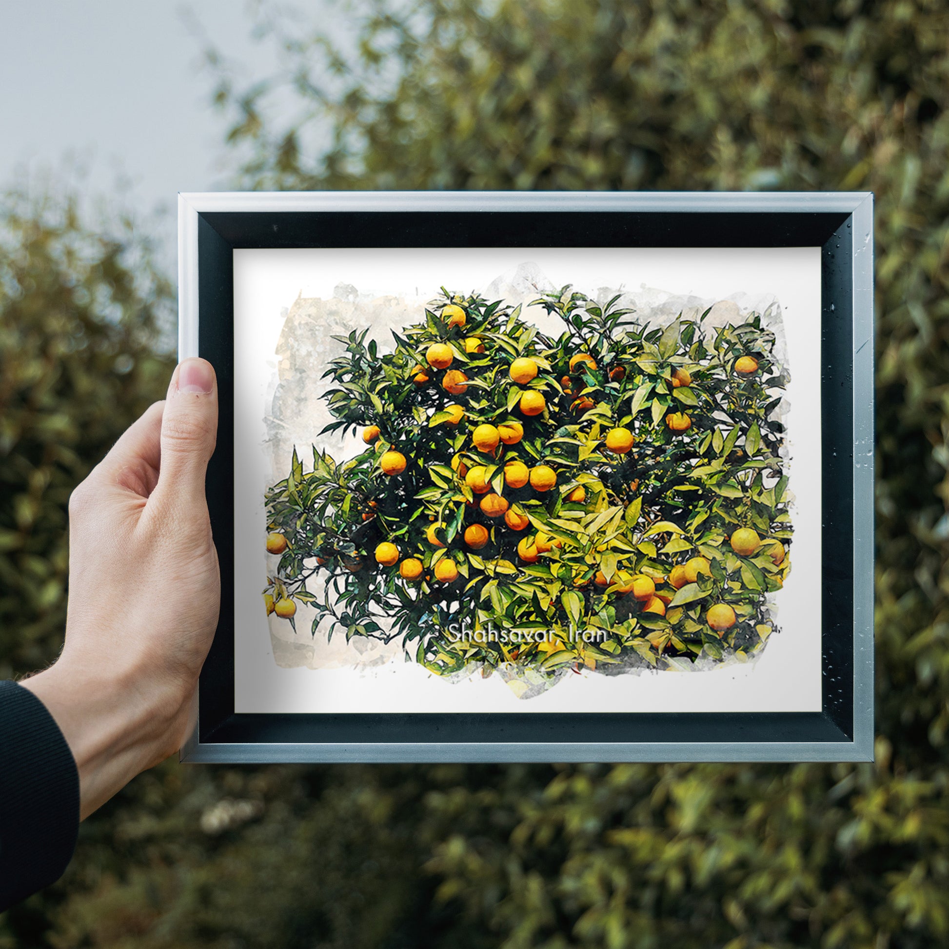 Shahsavar Orange Orchard, Iran, Art Print | 8×10 | Made in Canada - PhiloPerse
