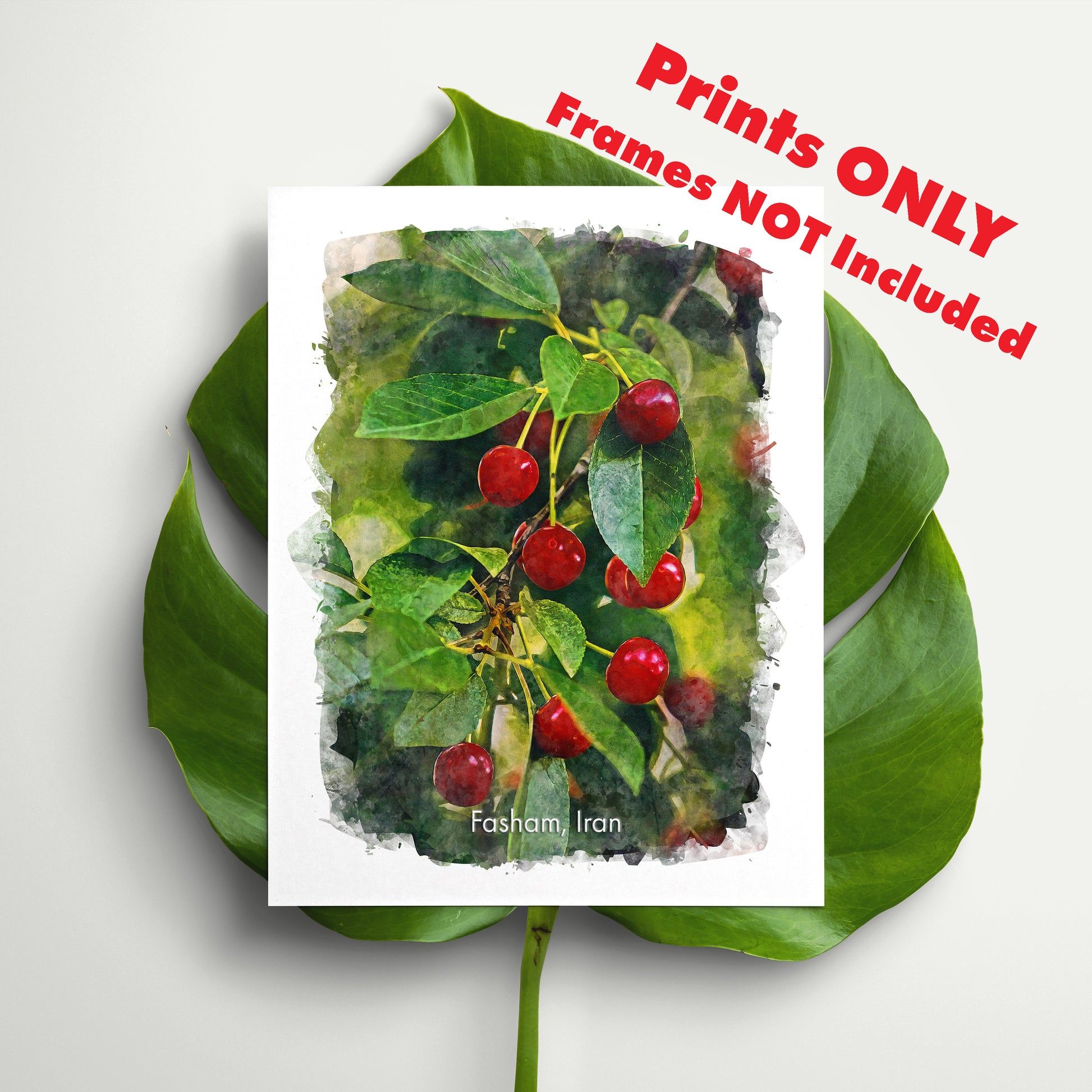 Fasham Sour Cherry Orchard, Iran, Art Print | 8×10 | Made in Canada - PhiloPerse