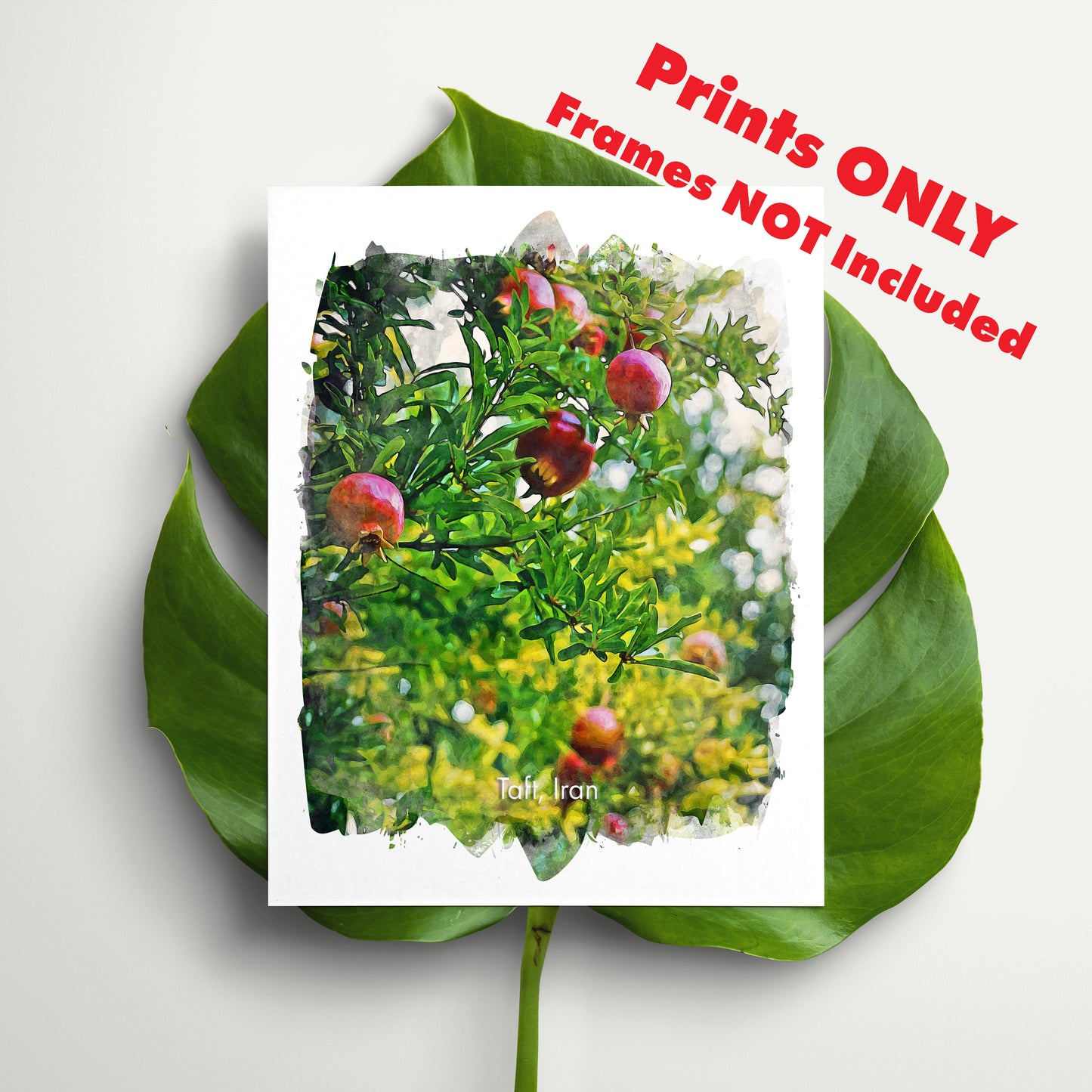 Taft Pomegranate Orchard, Iran, Art Print | 8×10 | Made in Canada - PhiloPerse